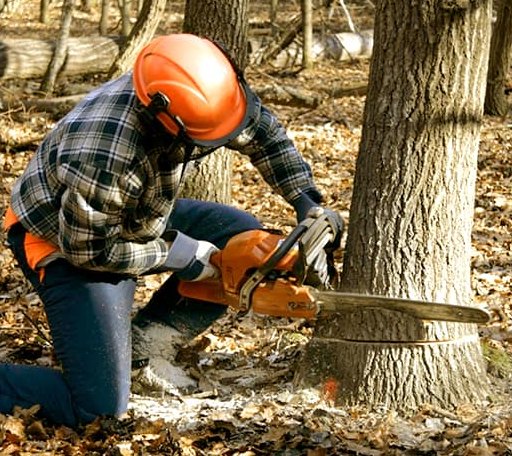 Tree Removal in Doss, TX
